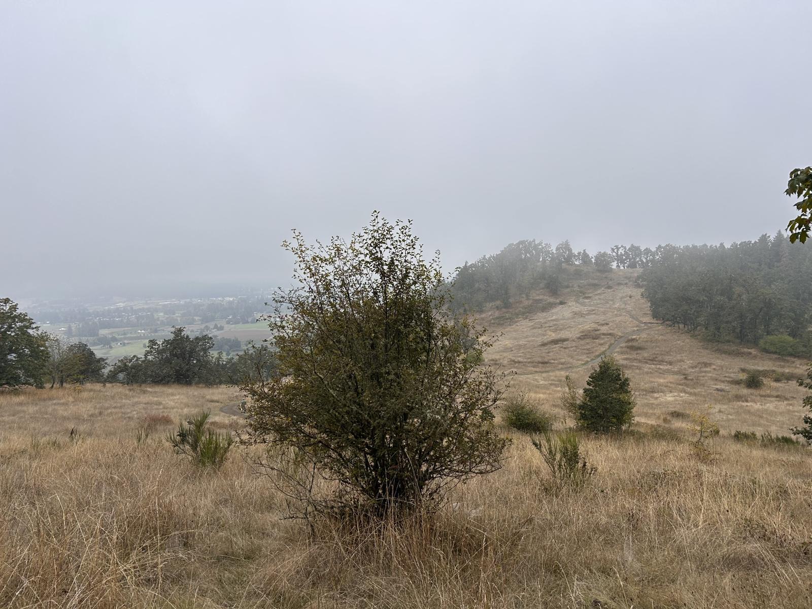 Fog on the Mount Pisgah oak savanna near Eugene, Oregon