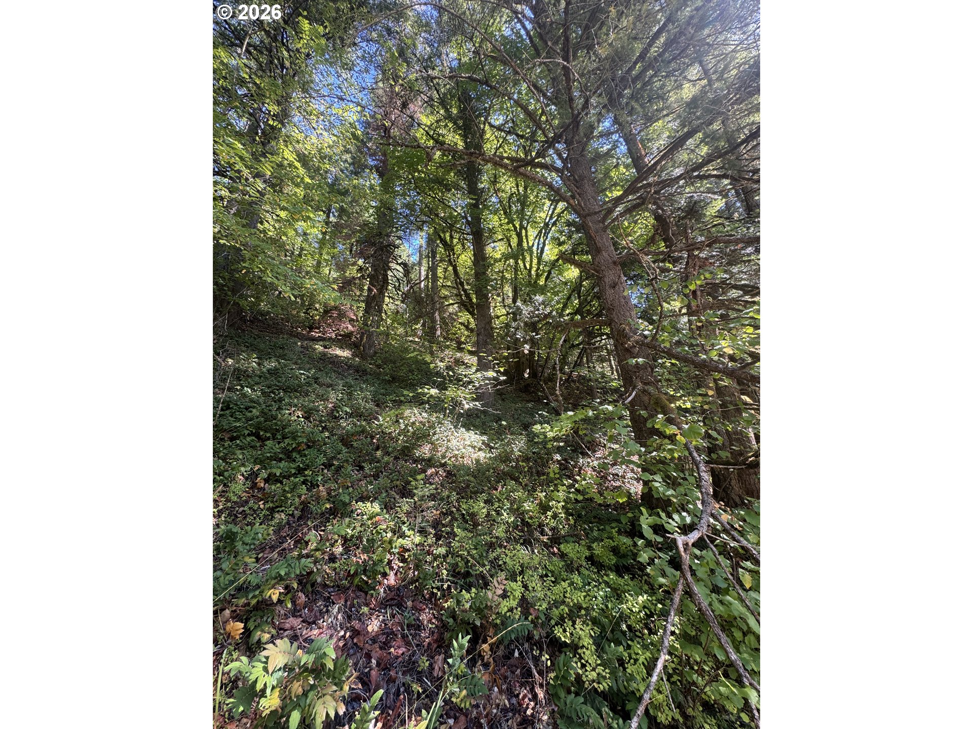 718 LEES CREEK RD, Myrtle Creek, OR 97457, photo 6 of 16