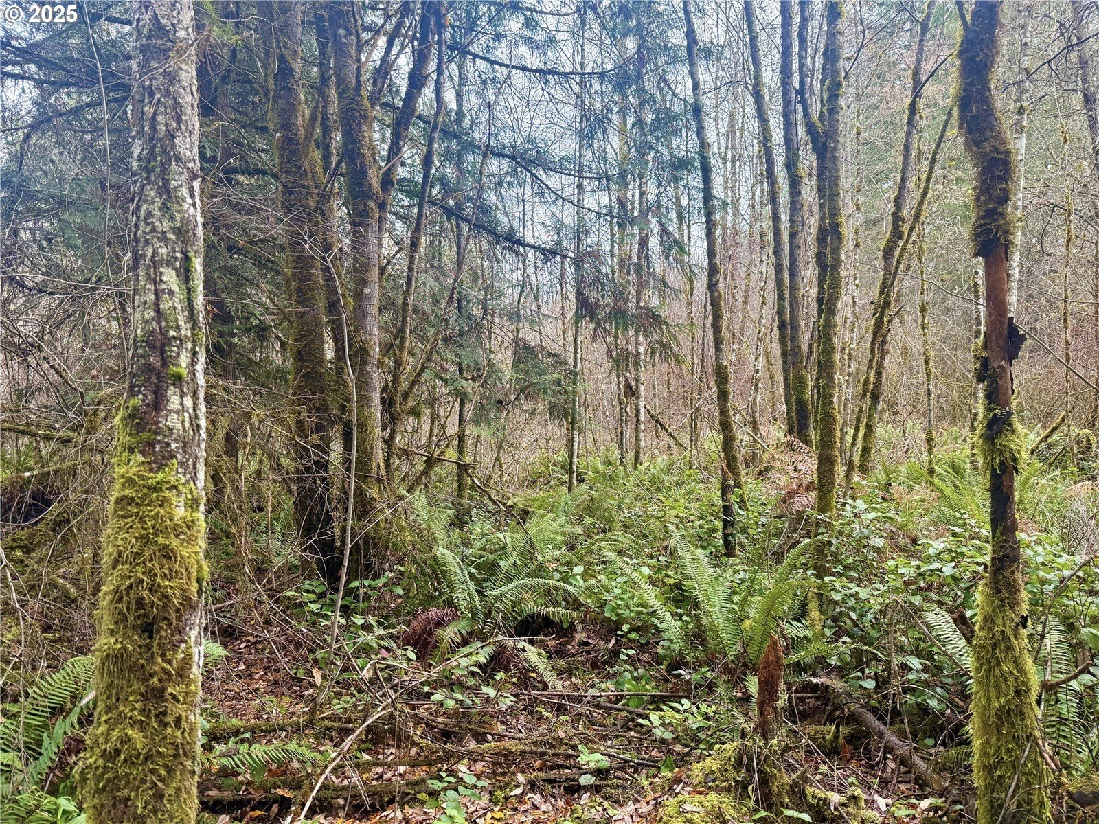 298 BOONE RD, Toledo, WA 98591, photo 4 of 40