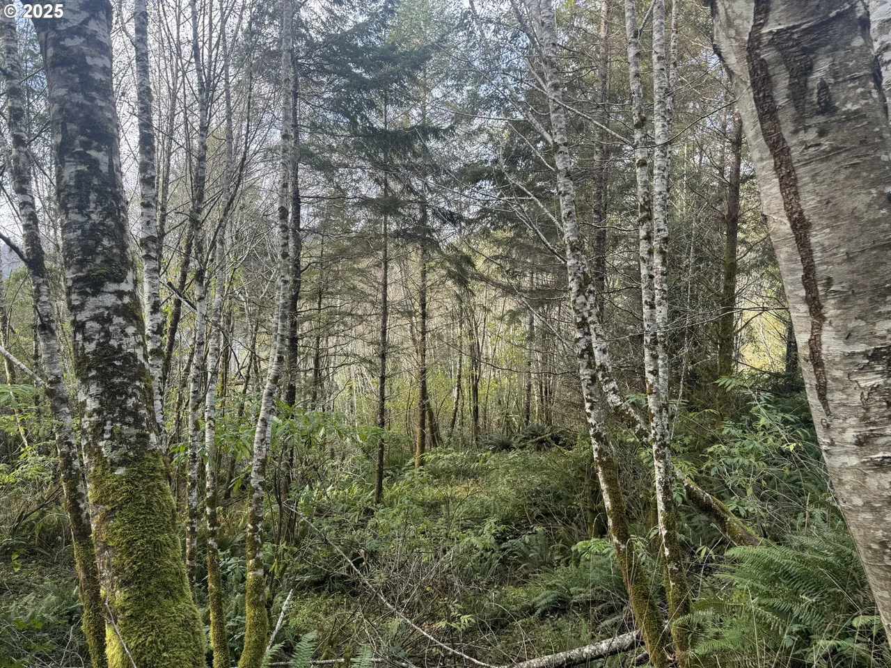 3 POTATO BOTTOM RD 604, Lakeside, OR 97449, photo 7 of 19