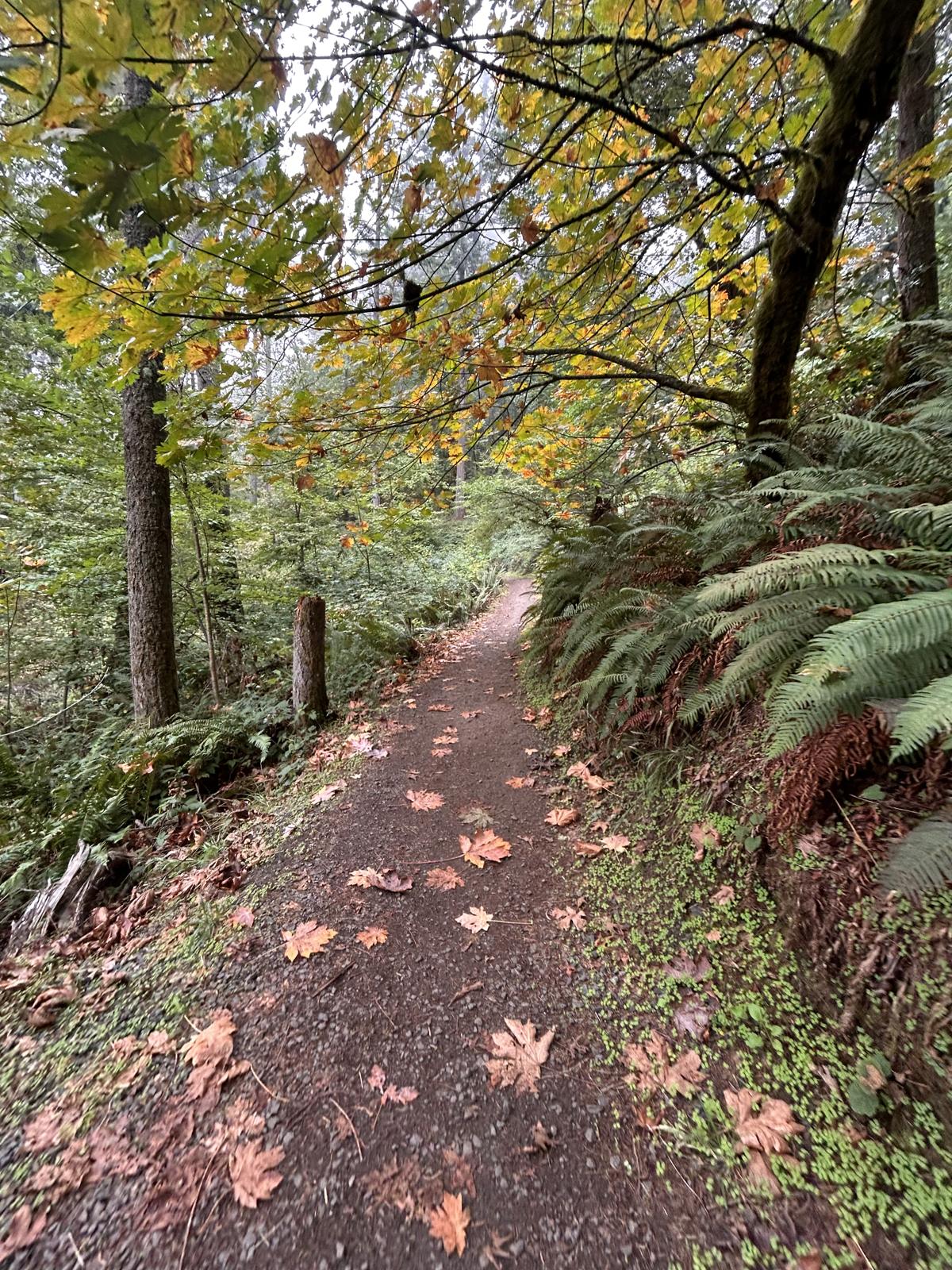 Mount Pisgah trail near Eugene, Oregon — Team Burke
