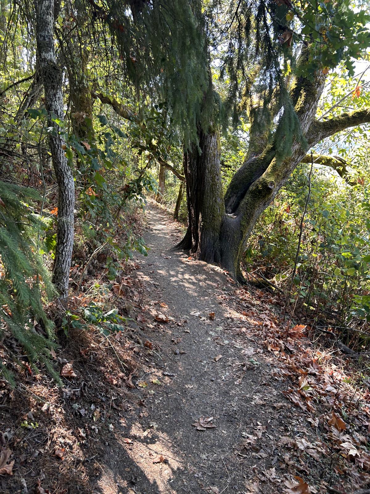 Oak over the Mount Pisgah trail, Eugene — Team Burke